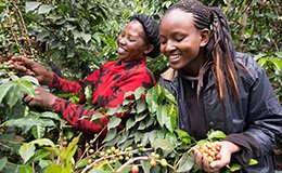 Two women picking coffee beans