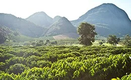 Coffee bean field with mountains in the background