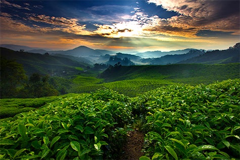Mountain range with green field