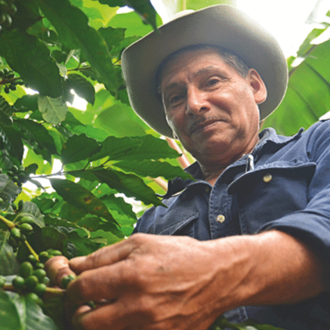 Coffee farmer smiling picking coffee cherries