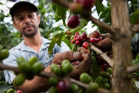 Farmer looking at coffee