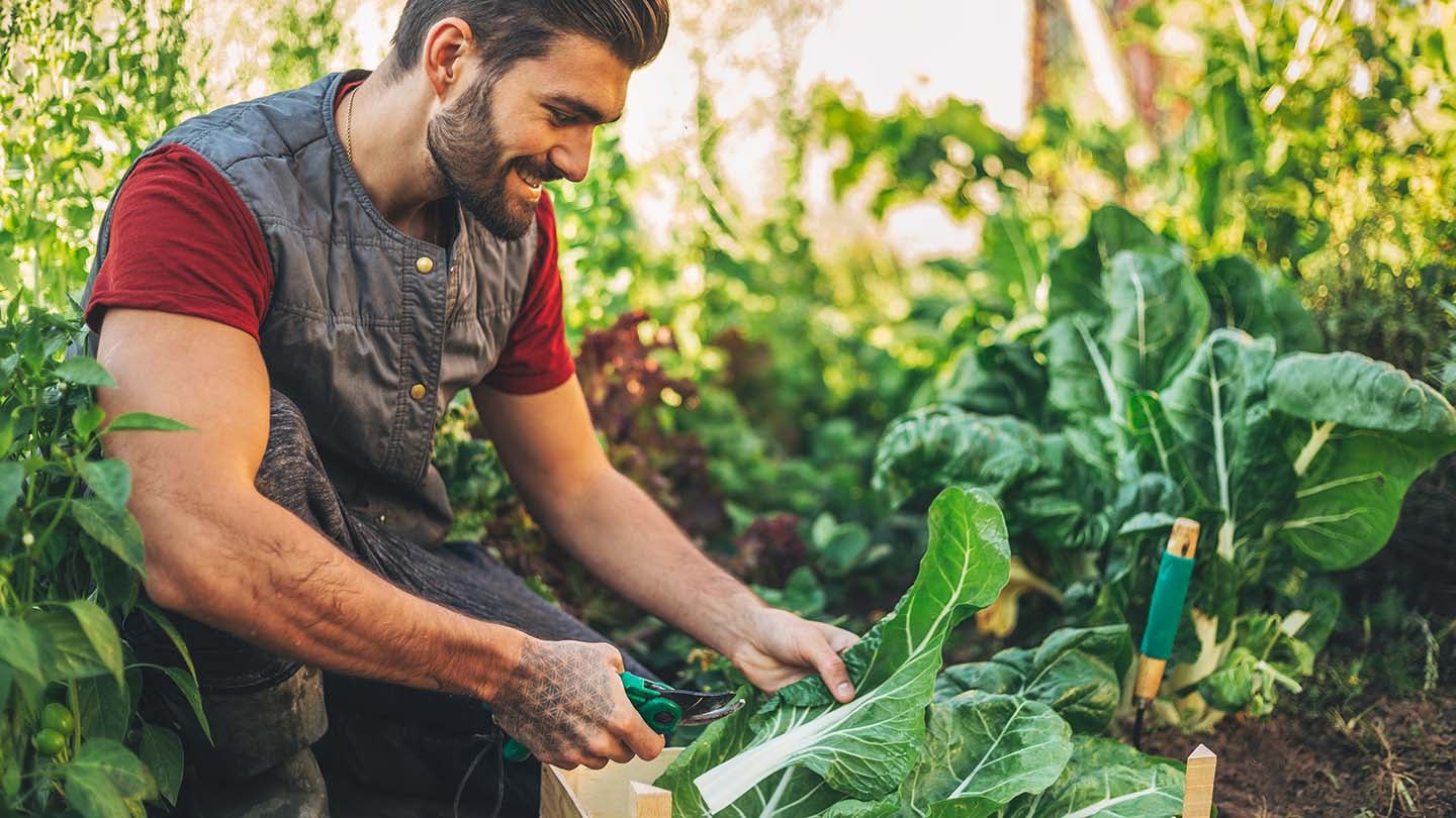 A farmer cutting produce