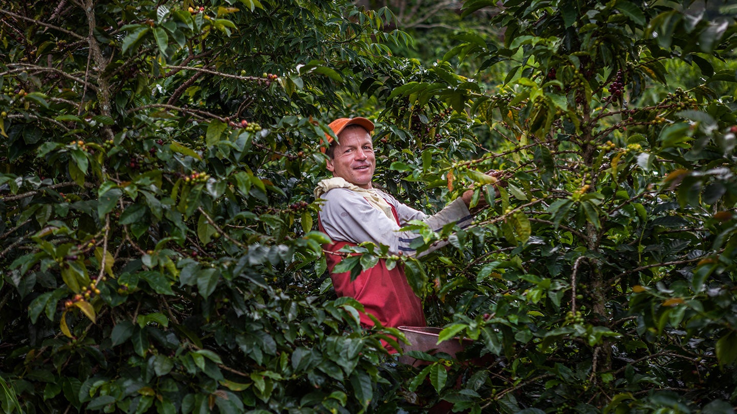 Coffee farmer in field