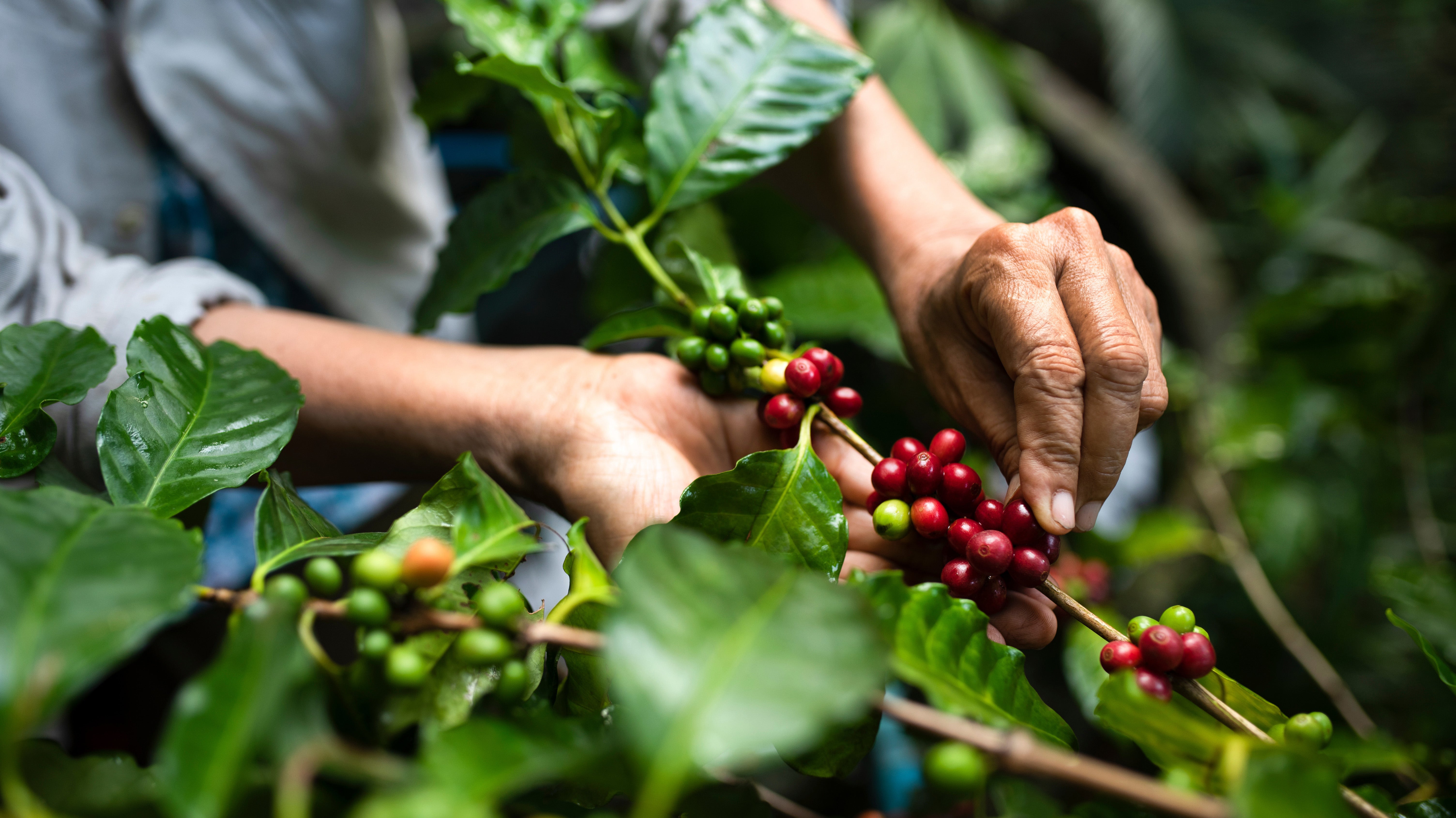 Hands picking berries