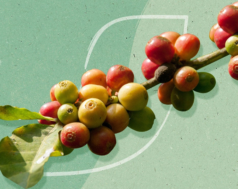 coffee cherries