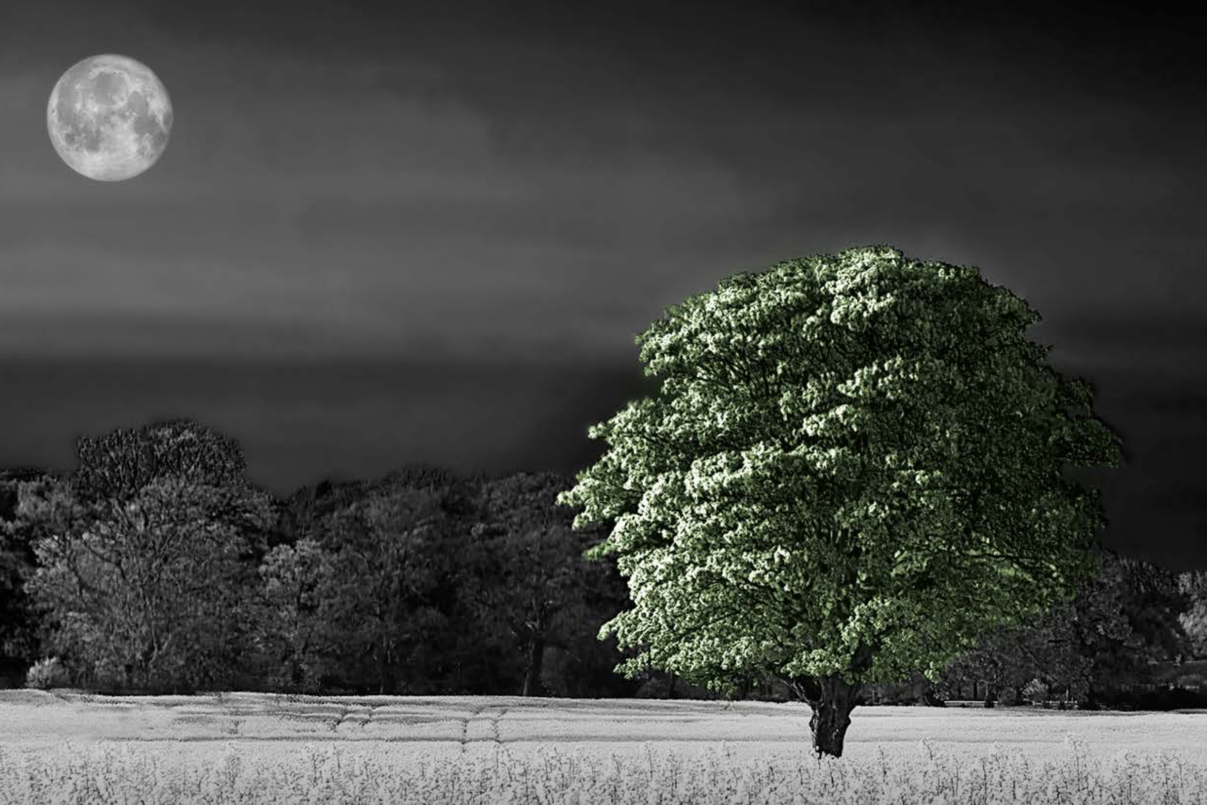 Dark view of field with green tree and moon