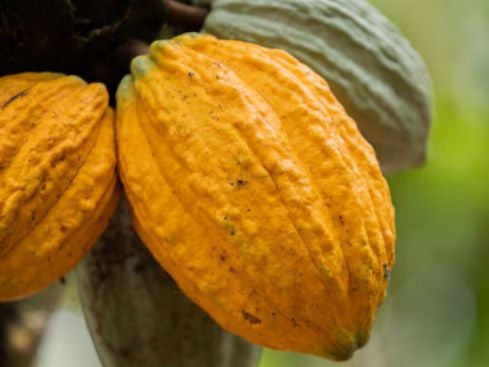 cocoa pod