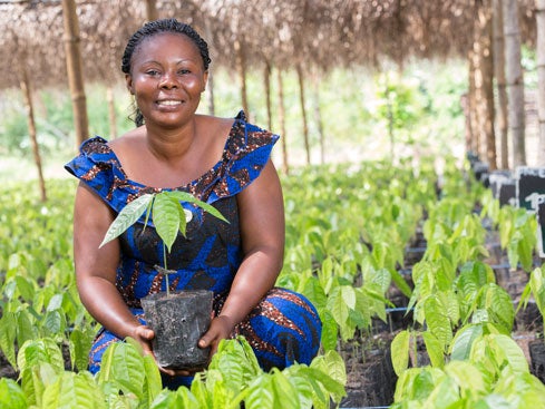 Planted cocoa