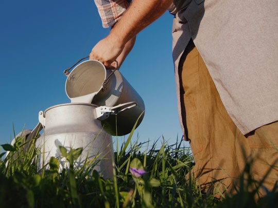 man's harms pouring milk into a jug in a  field