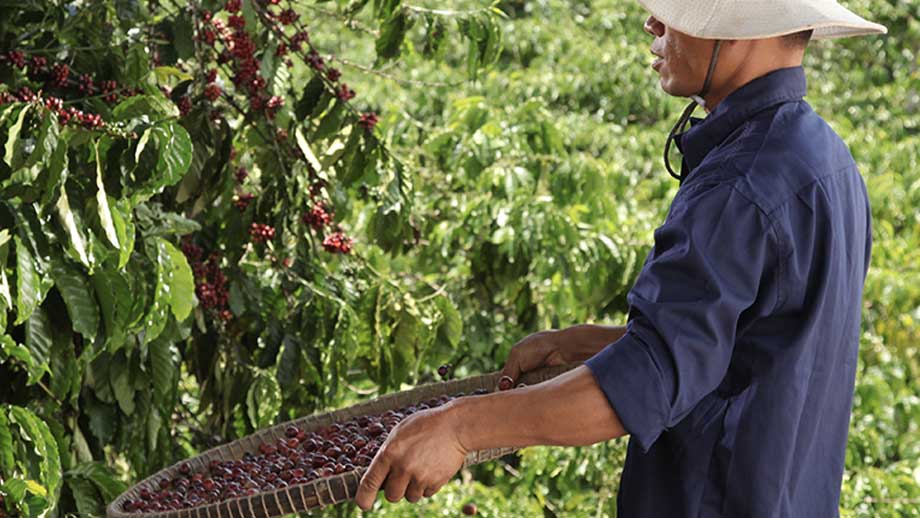 Man harvesting coffee beans