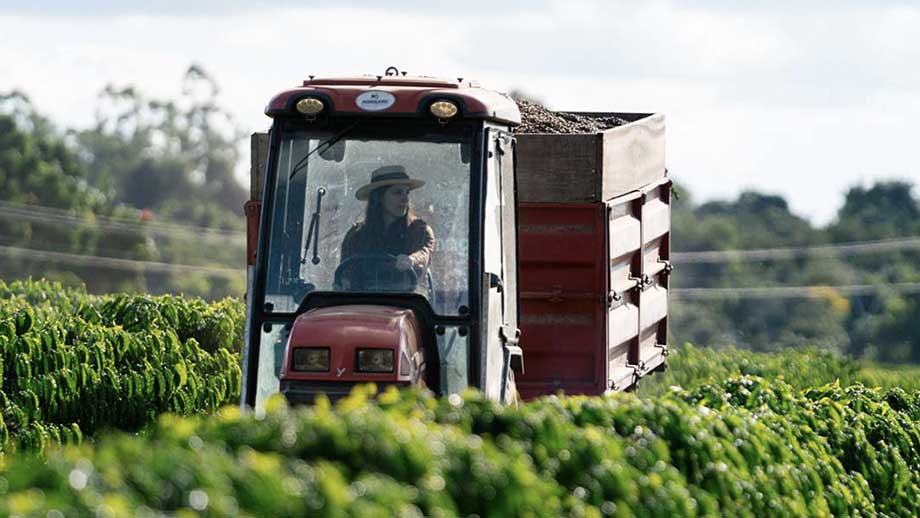Woman driving tractor with coffee beans