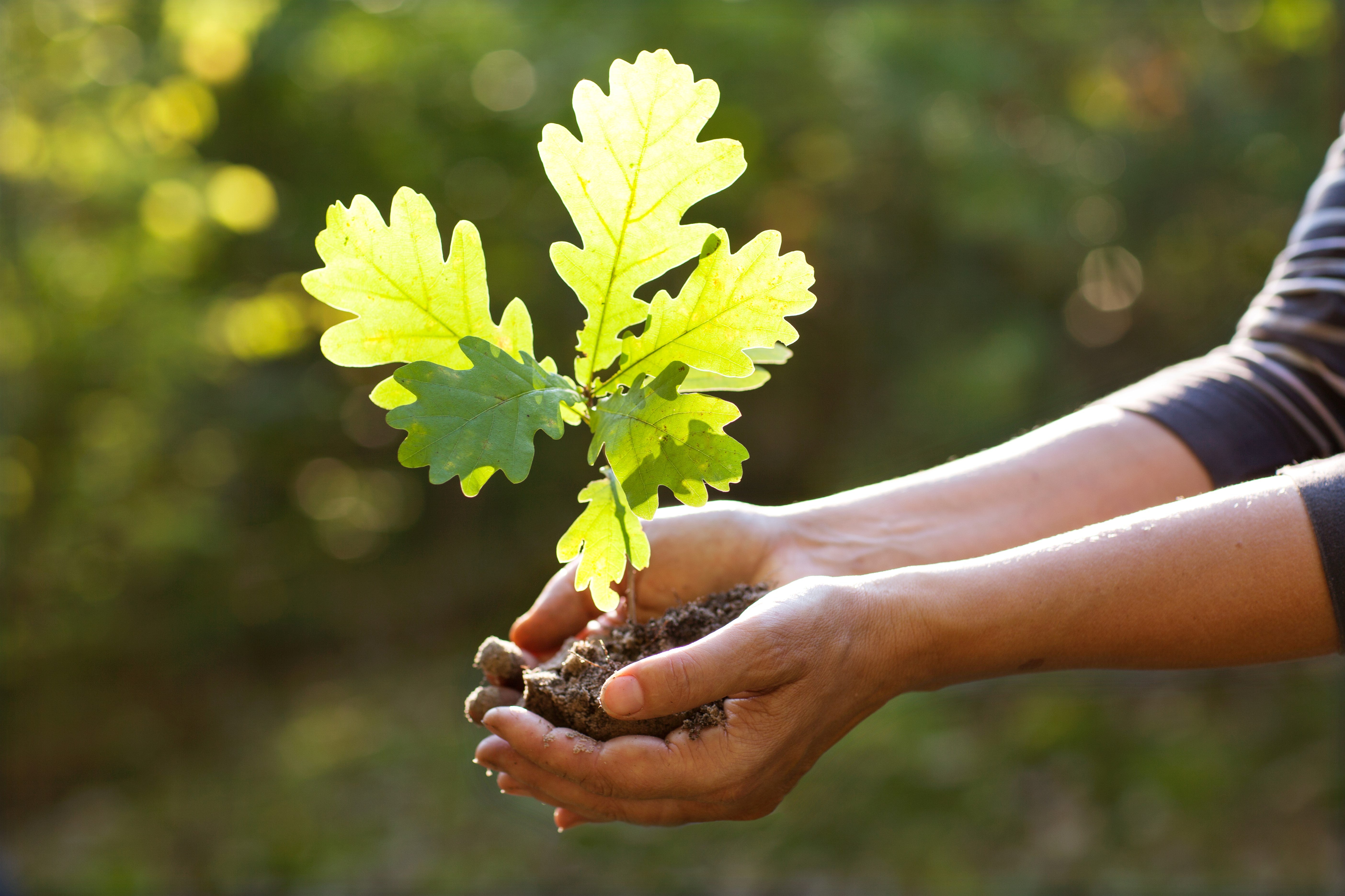 front  page of footprint index - involves someone holding a plant in their hands