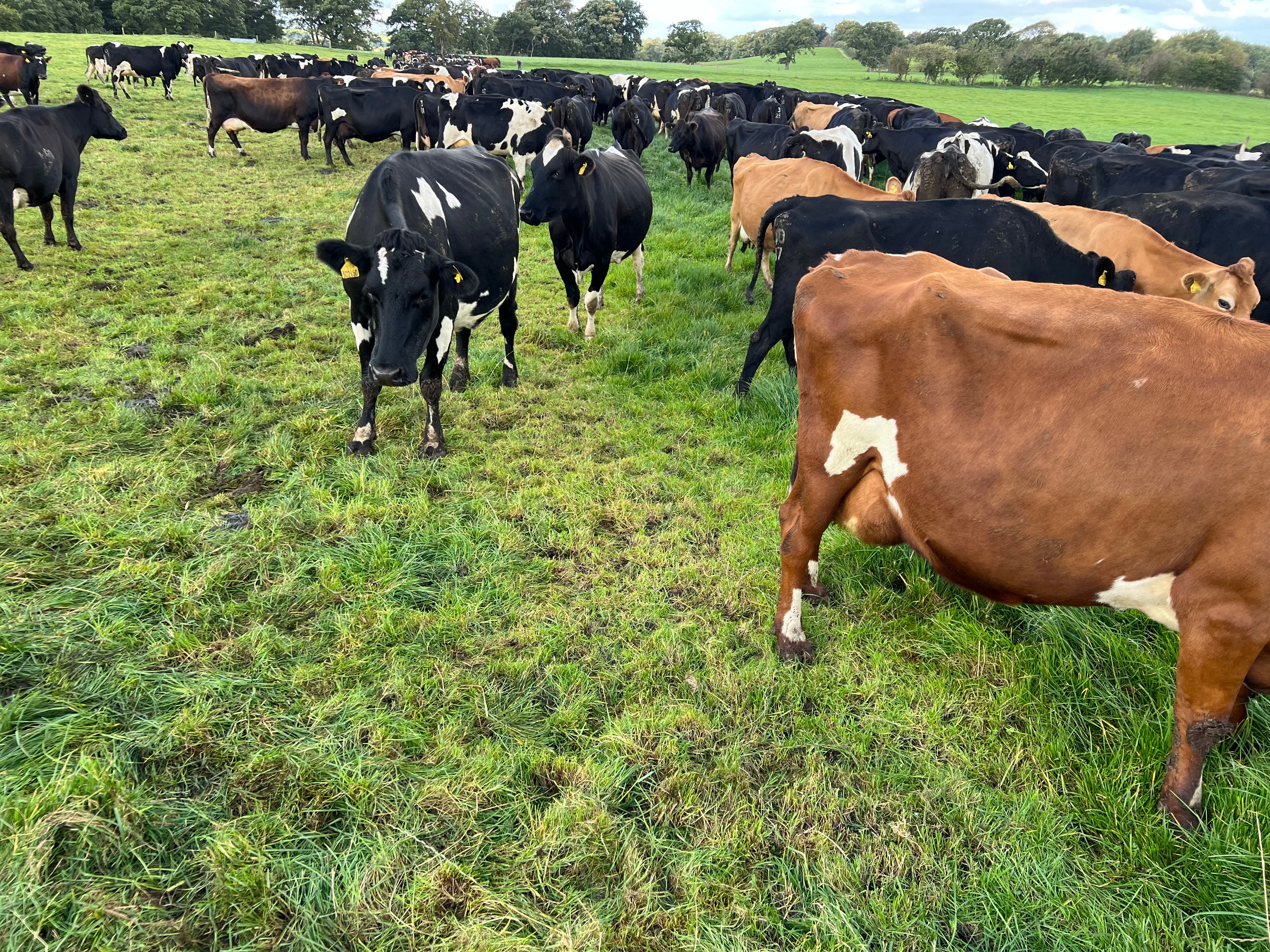 Consumers expect purpose-driven progress