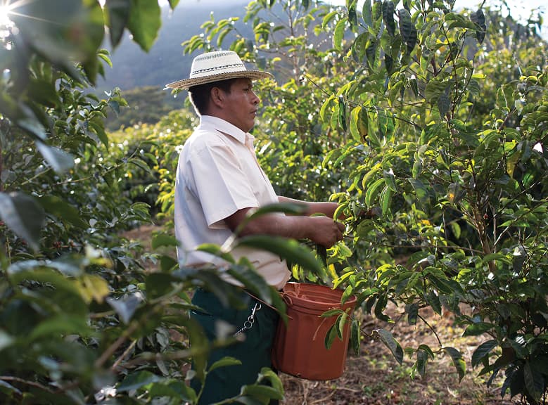 Coffee farmer working