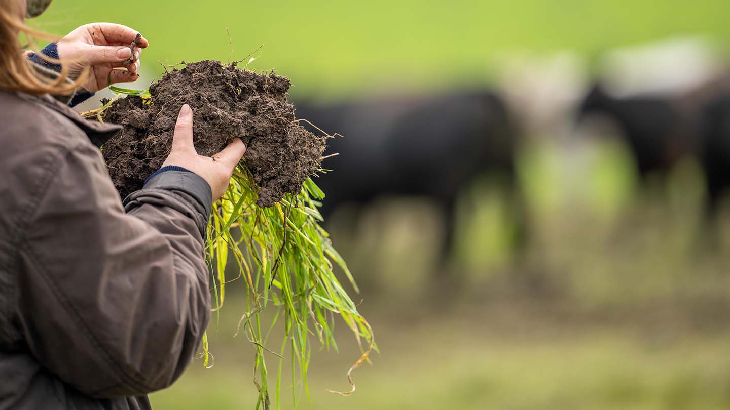 Person looking at farm soil