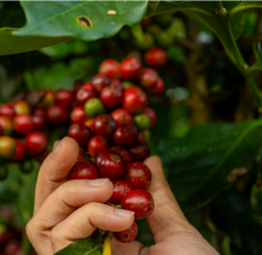 Hands harvesting ripe red coffee cherries from a green coffee plant with leafy branches in the background.