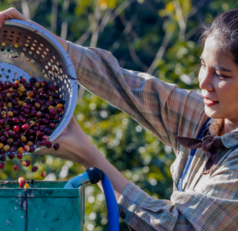 Person pouring freshly picked coffee cherries from a colander into a blue processing container outdoors.