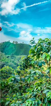 Lush green coffee plants in the foreground with rolling forested hills and a bright blue sky with scattered clouds in the bac