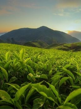 Lush green tea plantation at sunrise with rolling hills, a hand holding a red coffee cup illustration, and a Fairtrade logo.