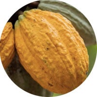 cocoa pod