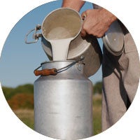 milk jug being filled in a field