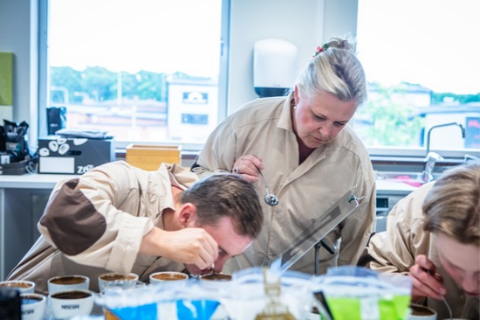 Coffee cupping in a lab; tasters lean over cups to smell and taste samples.