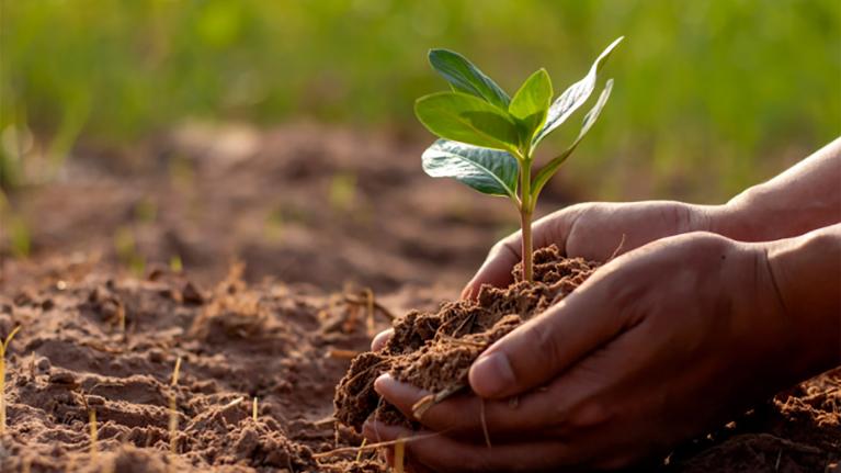 A plant in soil
