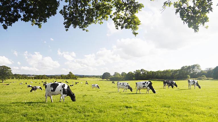 a field with cows