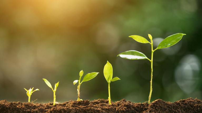 plants growing from the ground