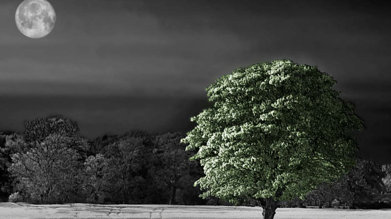Dark view of field with green tree and moon