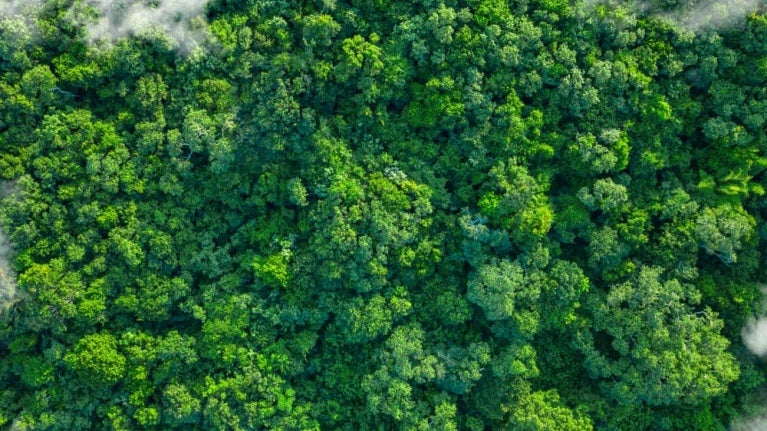 Aerial view of a dense, vibrant green forest with clouds of mist hovering above the treetops.
