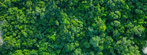 Aerial view of a dense, vibrant green forest with clouds of mist hovering above the treetops.