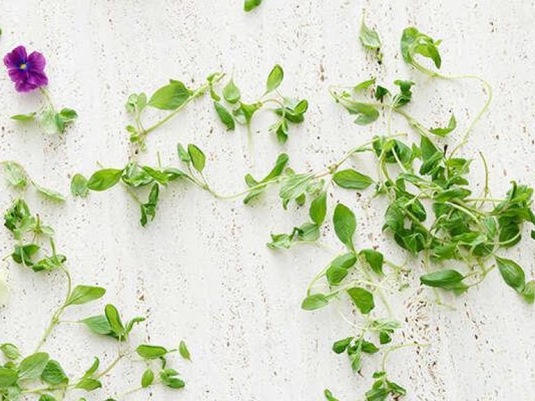 Vines on a wall