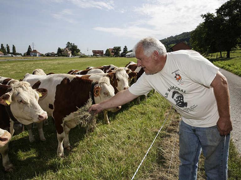 Male farmer patting cow in a field