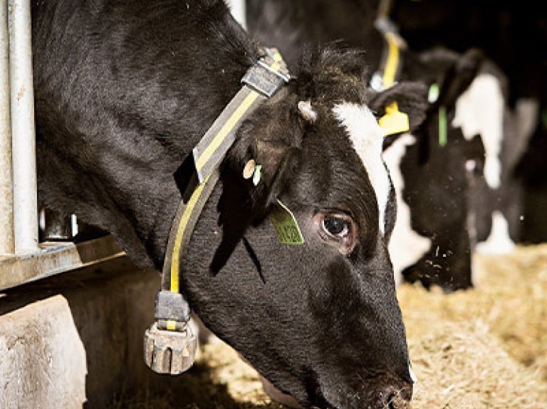 Cows feeding