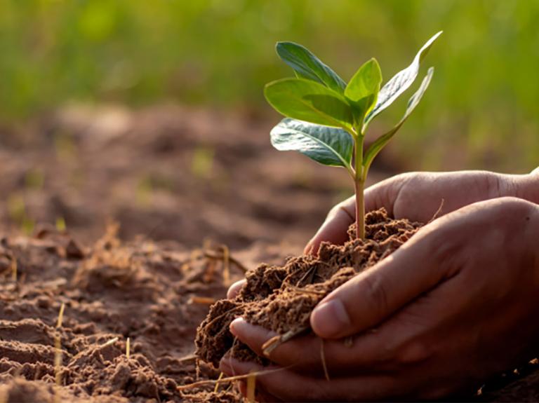 A plant in soil