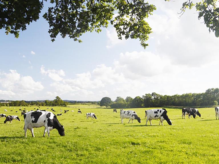 a field with cows