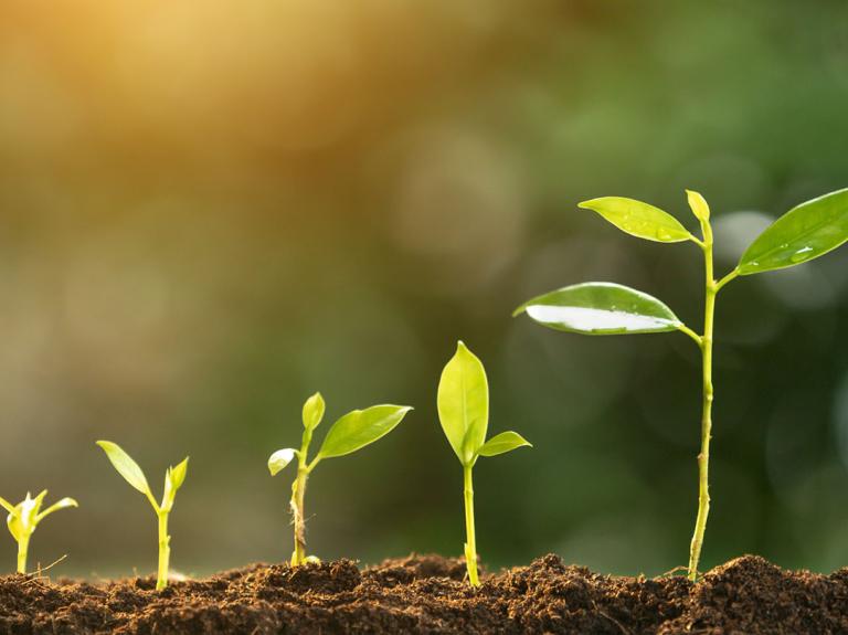 plants growing from the ground