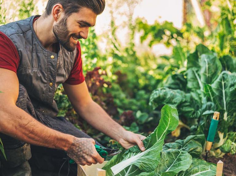 A farmer cutting produce