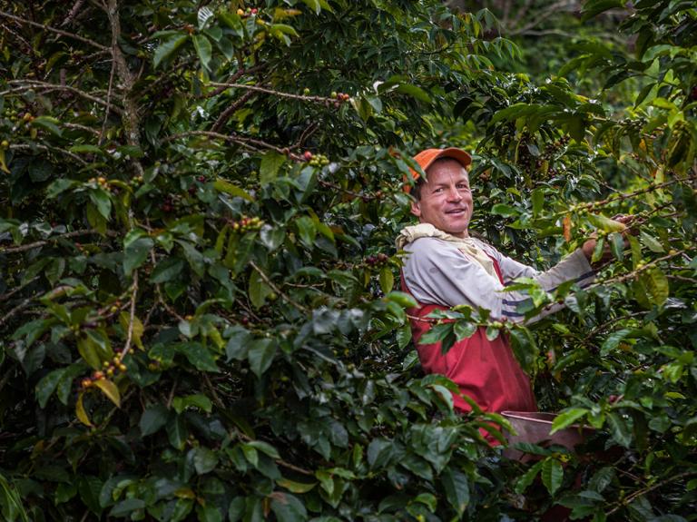 Coffee farmer in field