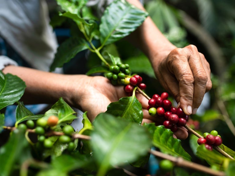 Hands picking berries