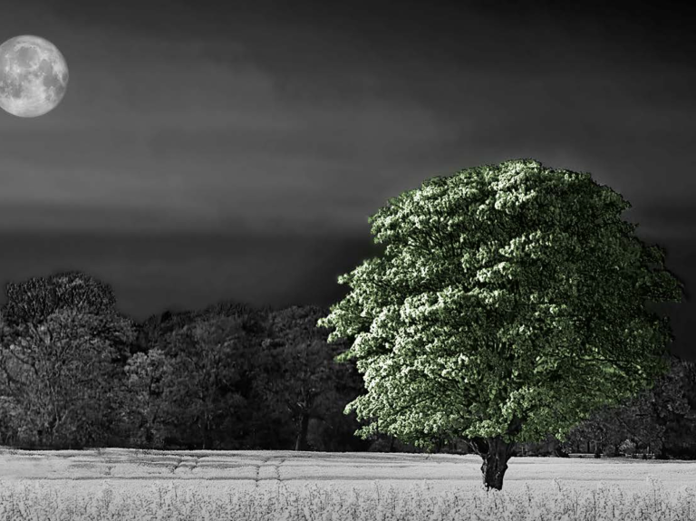 Dark view of field with green tree and moon