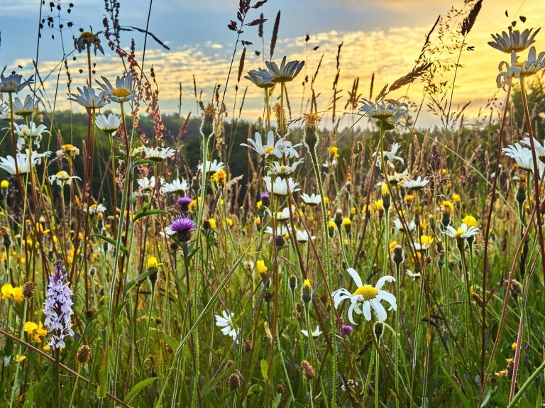 Field of flowers for food systems