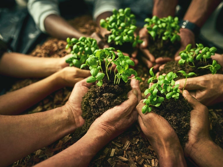 hands in a circle cupping plants to be interred