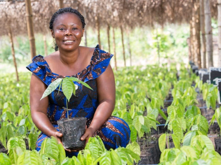 Planted cocoa