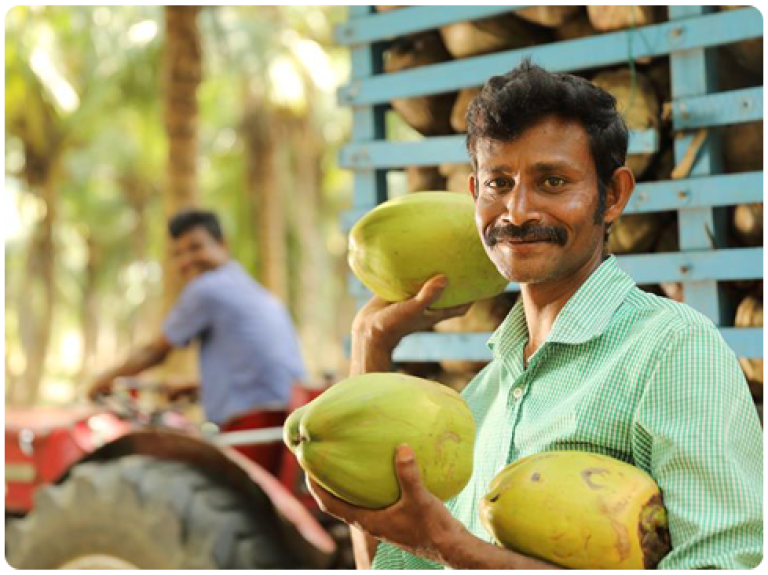 man holding coconuts just cut from a tree