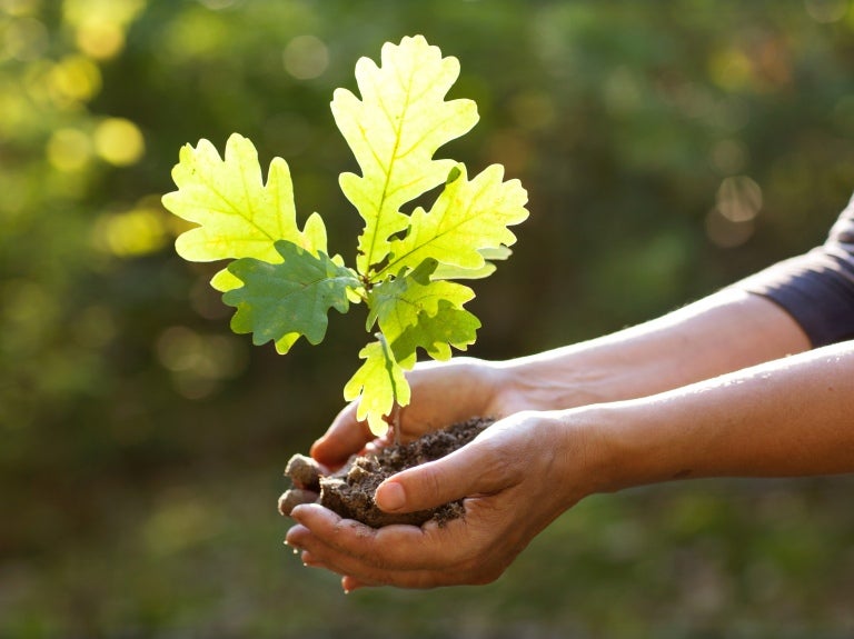 front  page of footprint index - involves someone holding a plant in their hands