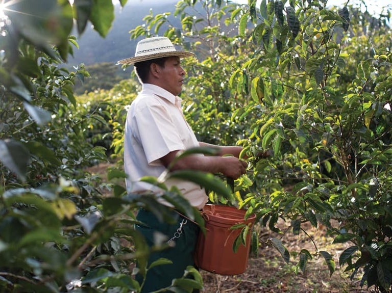 Coffee farmer working