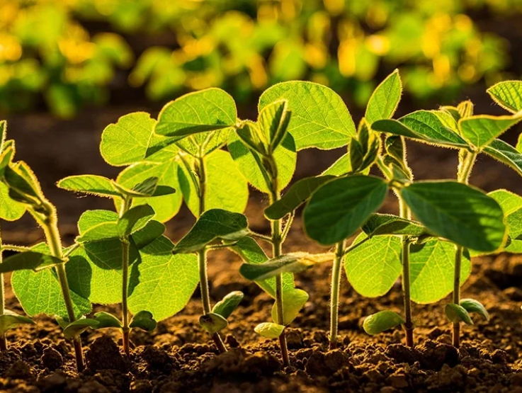 Healthier soils