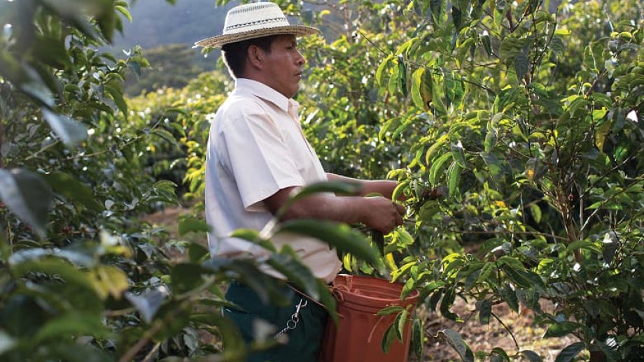 Coffee farmer working
